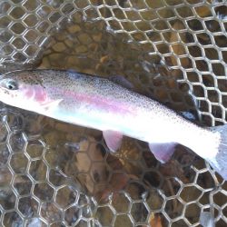 大安トラウトレイク釣果